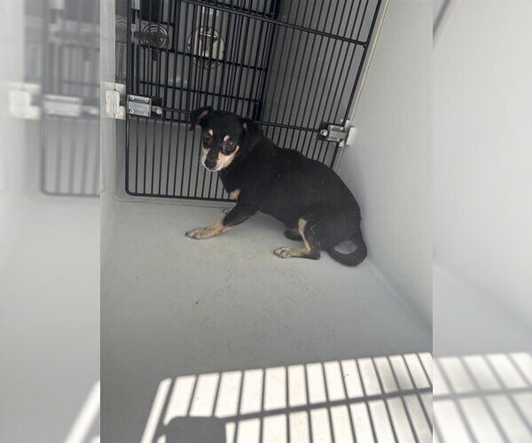 Medium Photo #1 Chihuahua Puppy For Sale in Houston, TX, USA
