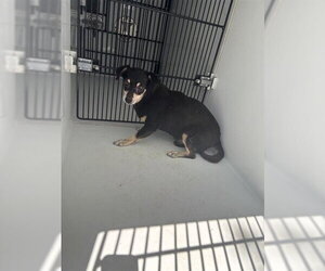 Chihuahua Dogs for adoption in Houston, TX, USA