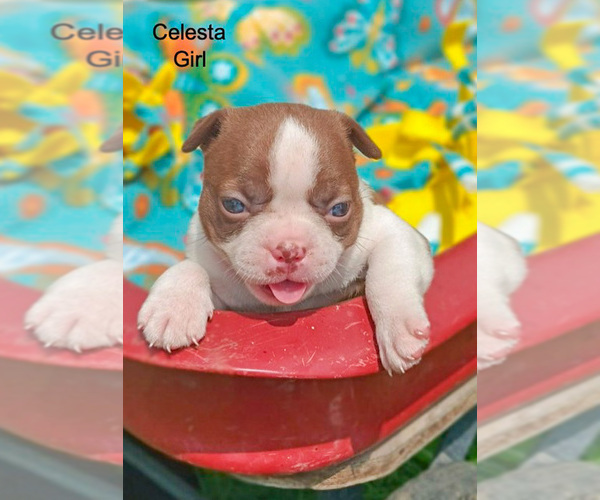 Medium Photo #10 Boston Terrier Puppy For Sale in AUBURNDALE, WI, USA