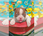 Puppy Celesta Boston Terrier