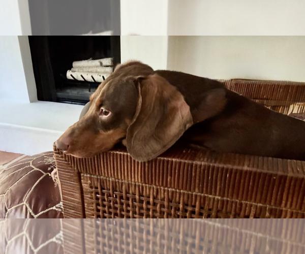 Medium Photo #2 Dachshund Puppy For Sale in Weston, FL, USA