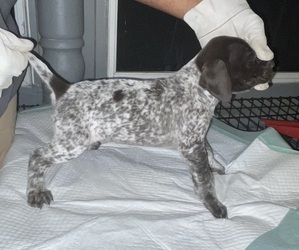 German Shorthaired Pointer Puppy for sale in PLANO, IL, USA