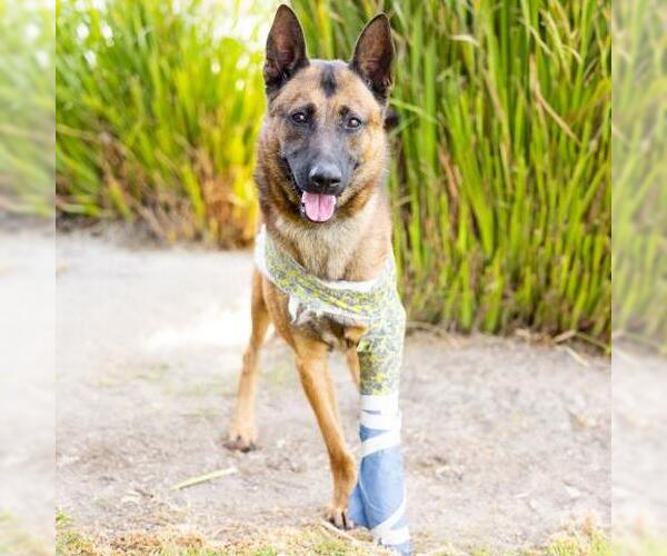 Medium Photo #1 Mutt Puppy For Sale in Camarillo, CA, USA