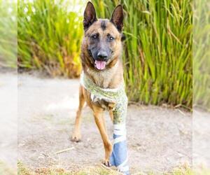 Mutt Dogs for adoption in Camarillo, CA, USA