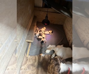 English Springer Spaniel Puppy for Sale in DEERFIELD, Massachusetts USA