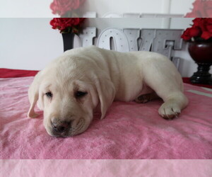 Labrador Retriever Puppy for sale in INDIANAPOLIS, IN, USA