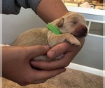 Small Photo #1 Labradoodle Puppy For Sale in ARCHBOLD, OH, USA