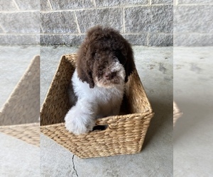 Poodle (Standard) Puppy for sale in ROGERSVILLE, TN, USA