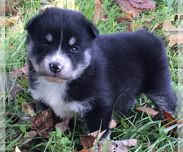 Medium Photo #8 Pomsky Puppy For Sale in BAXTER, TN, USA