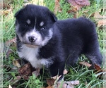 Small Photo #8 Pomsky Puppy For Sale in BAXTER, TN, USA