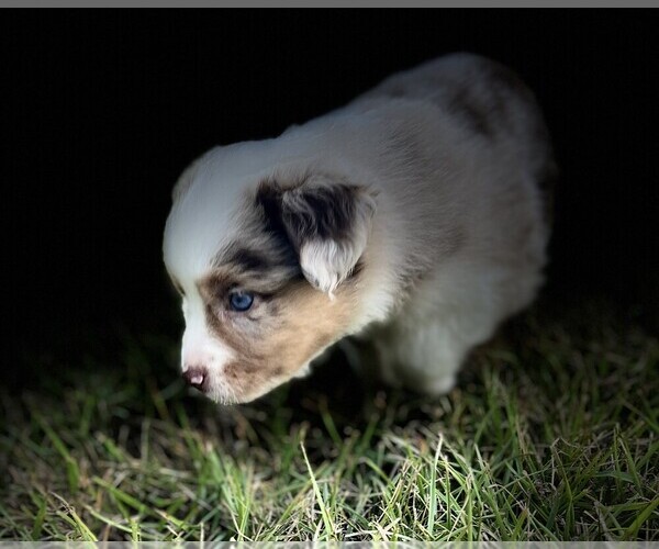 Medium Photo #20 Miniature Australian Shepherd Puppy For Sale in MONTICELLO, SC, USA