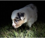 Small #19 Miniature Australian Shepherd