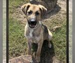 Small #1 German Shepherd Dog