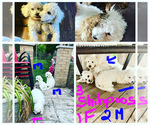 Small #8 Poodle (Toy)-ShihPoo Mix