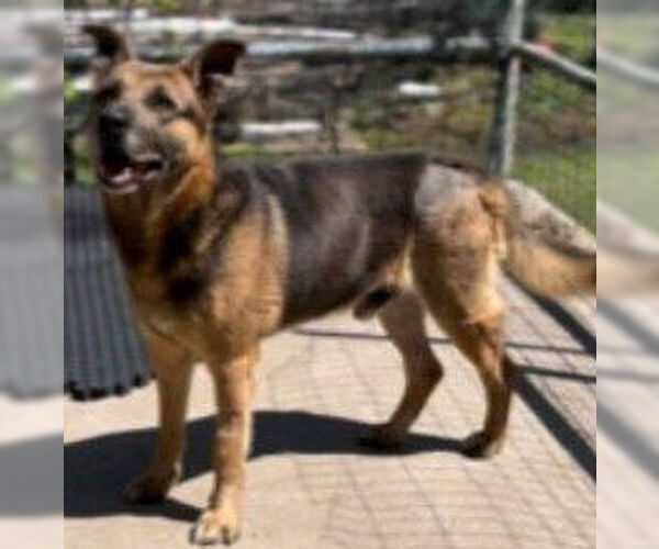 Medium Photo #2 German Shepherd Dog-Unknown Mix Puppy For Sale in Green Forest, AR, USA