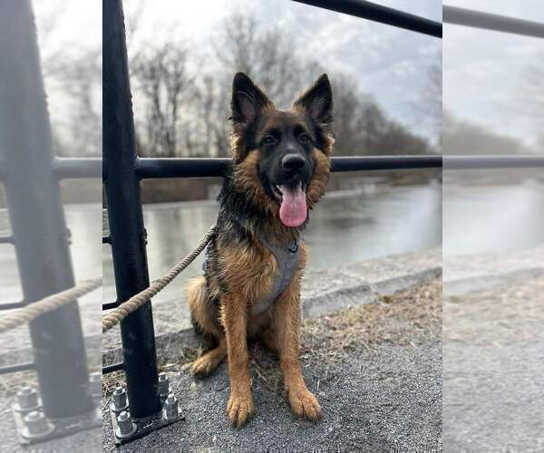 Medium Photo #54 German Shepherd Dog Puppy For Sale in LA FAYETTE, NY, USA