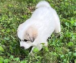 Small Photo #3 Great Pyrenees Puppy For Sale in MOUNT AIRY, NC, USA