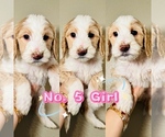 Puppy Puppy 5 Labradoodle-Poodle (Standard) Mix