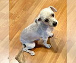 Small #2 Shih Tzu