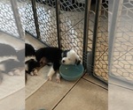 Small Photo #17 Miniature Australian Shepherd Puppy For Sale in LAKELAND, FL, USA