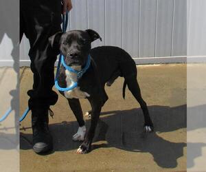 American Pit Bull Terrier Dogs for adoption in Louisville, KY, USA