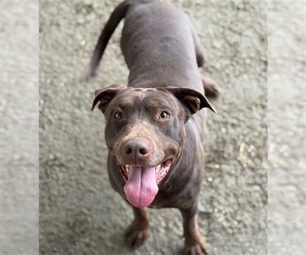 Medium Photo #2 Doberman Pinscher-Unknown Mix Puppy For Sale in Riverside, CA, USA