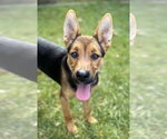 Small Photo #3 Rottweiler Puppy For Sale in MIDWAY, UT, USA