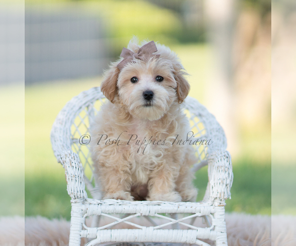 Medium Photo #59 Maltipoo (Miniature) Puppy For Sale in WARSAW, IN, USA