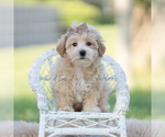 Small Photo #59 Maltipoo (Miniature) Puppy For Sale in WARSAW, IN, USA