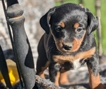 Puppy Cali Miniature Pinscher