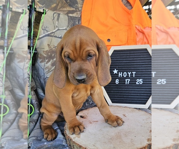 Medium Photo #2 Redbone Coonhound Puppy For Sale in DENVER, PA, USA