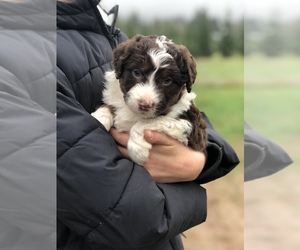 Aussiedoodle Puppy for sale in WOODLAND, WA, USA