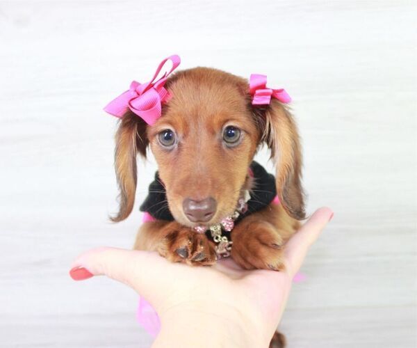 Medium Photo #4 Dachshund Puppy For Sale in LAS VEGAS, NV, USA