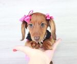 Small Photo #4 Dachshund Puppy For Sale in LAS VEGAS, NV, USA