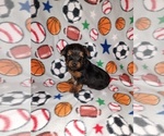 Small #7 Yorkshire Terrier