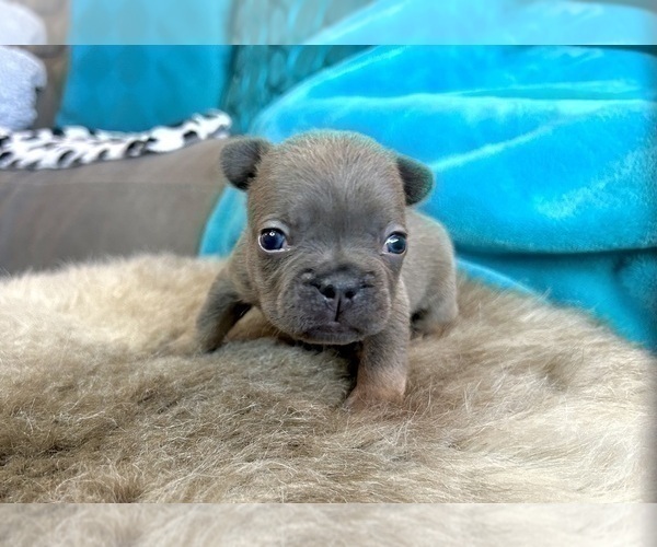 Medium Photo #29 French Bulldog Puppy For Sale in LITITZ, PA, USA