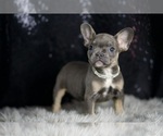 Small Photo #34 French Bulldog Puppy For Sale in WARSAW, IN, USA