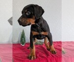 Small Photo #51 Doberman Pinscher Puppy For Sale in GOSHEN, IN, USA