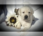 Small Photo #14 English Cream Golden Retriever Puppy For Sale in FOUNTAIN, CO, USA