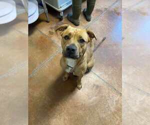 Mountain Cur-Unknown Mix Dogs for adoption in Bolivar, MO, USA