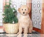 Small Photo #1 Aussiedoodle Miniature  Puppy For Sale in NAPLES, FL, USA