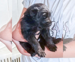 Small #4 German Shepherd Dog
