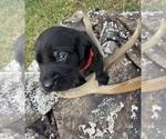 Puppy Red Labrador Retriever