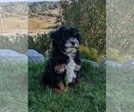 Small Photo #4 Bernedoodle (Miniature) Puppy For Sale in PLACERVILLE, CA, USA