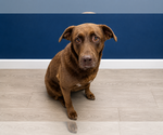 Small #1 Labrador Retriever Mix