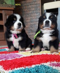 Bernese Mountain Dog Puppy for sale in LAWRENCEVILLE, GA, USA