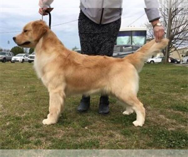 Medium Photo #5 Golden Retriever Puppy For Sale in CLARKSVILLE, TN, USA