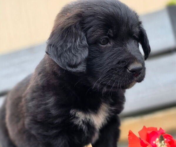 Medium Photo #2 Goberian Puppy For Sale in FERNDALE, WA, USA