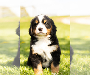 Bernese Mountain Dog Puppy for sale in TOPEKA, IN, USA