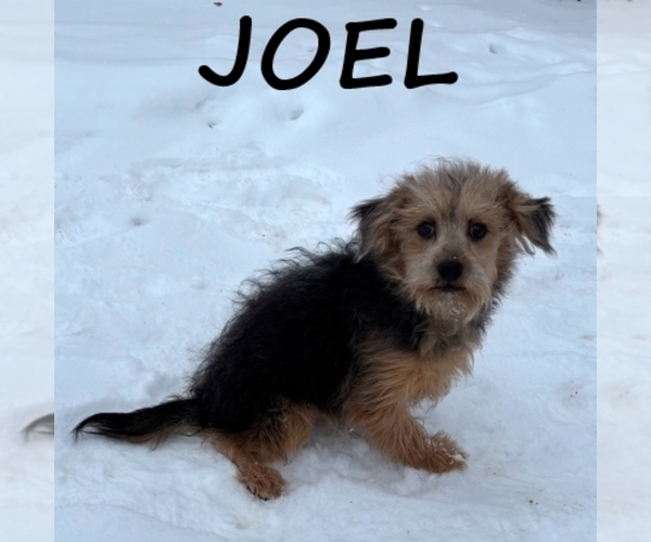 Medium Photo #1 Shorkie Tzu Puppy For Sale in HARTLAND, MN, USA